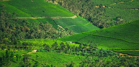 1 munnar tea hills